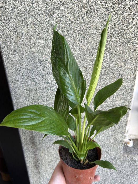 Комнатные цветы