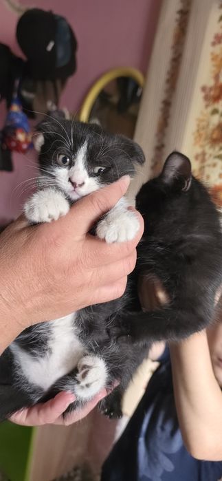 Котята вислоухие