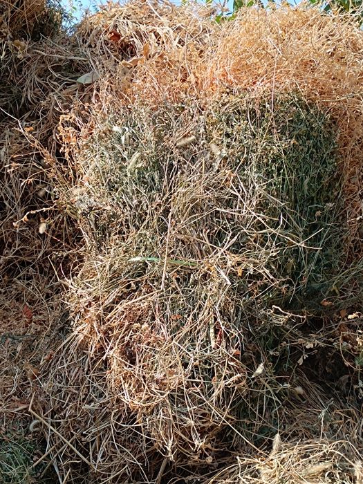 Богланган беда хашак