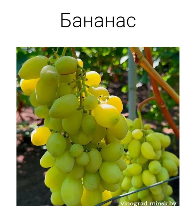 Саженцы винограда