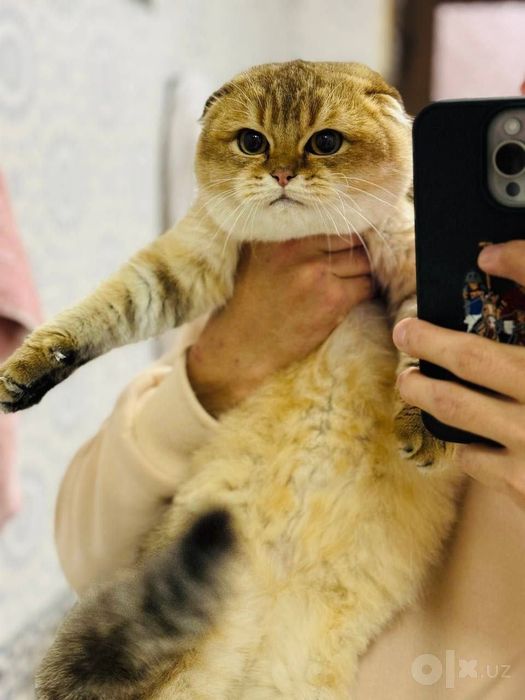 Кошка на продажу