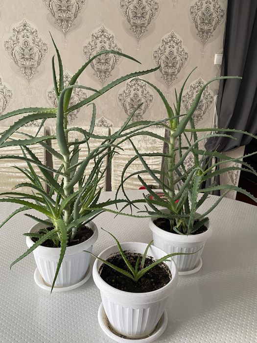 Продается цветы домашние