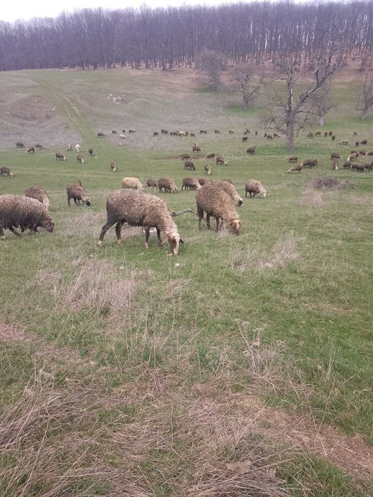 Продавам агнета за Великден