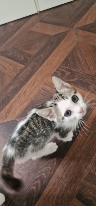 Donez pisoiasi 1 luna si 3 saptamani