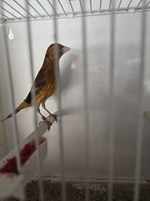 Canari de vanzare si hibrizi