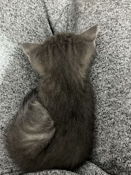отдам котят в добрые руки!
