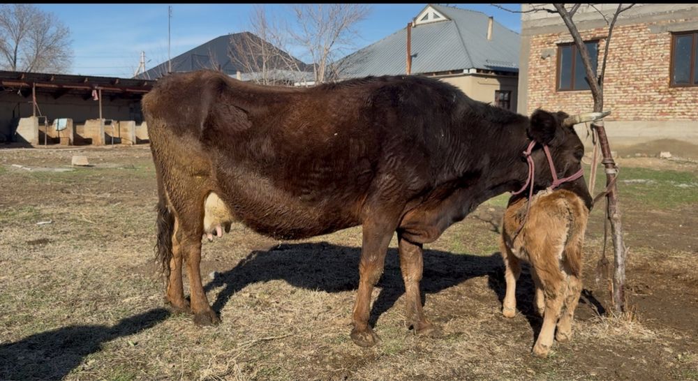 Бұзаулы сиыр корова с теленком