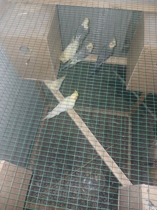 Попугай карелла.