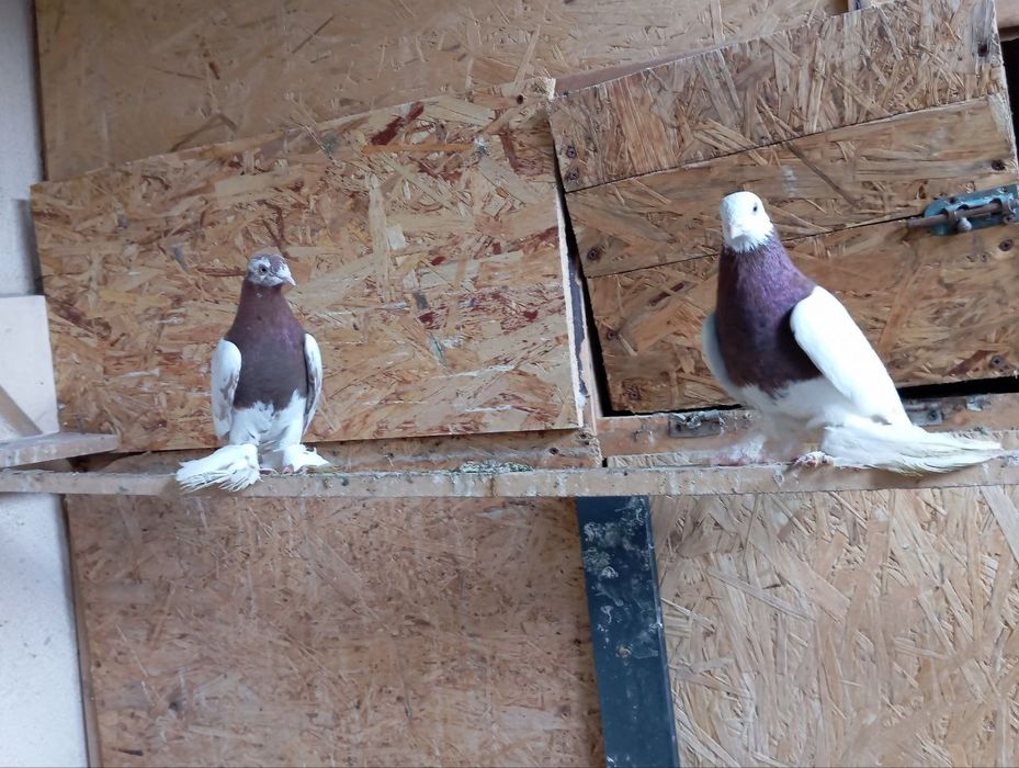 Продаются голуби