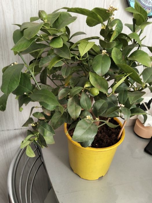 Продам дерево цитрус мандарин