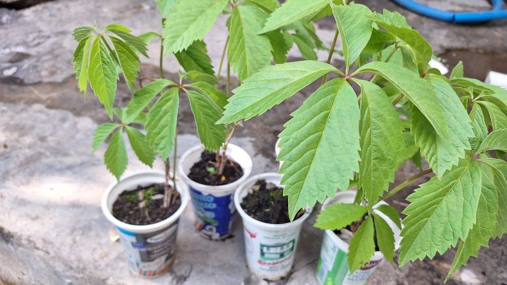 Продавам растения Дива лоза (Parthenocissus quinquefolia)