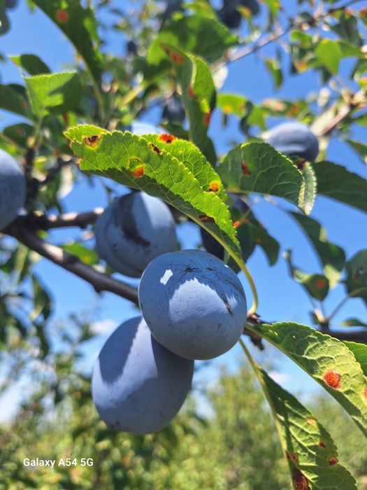 Vand prune de țuica din livada proprie