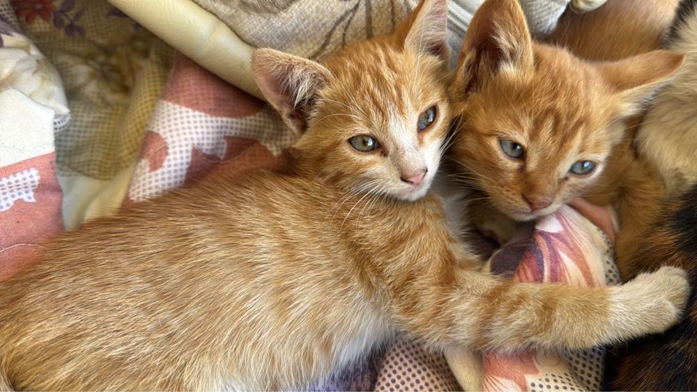 Отдам милых рыжих котят в добрые и заботливые руки