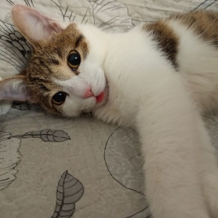 отдам кота в хорошие руки