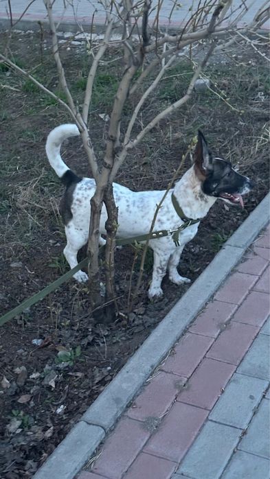 Отдам щенка в хорошие руки