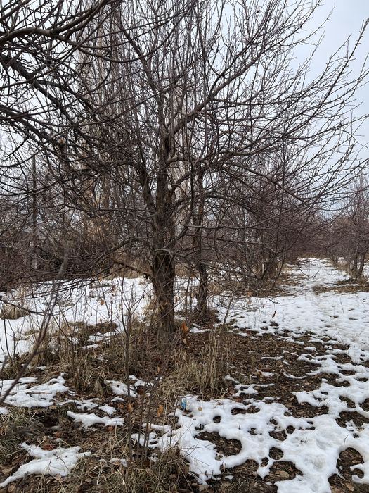 Дрова яблоневые для шашлыка