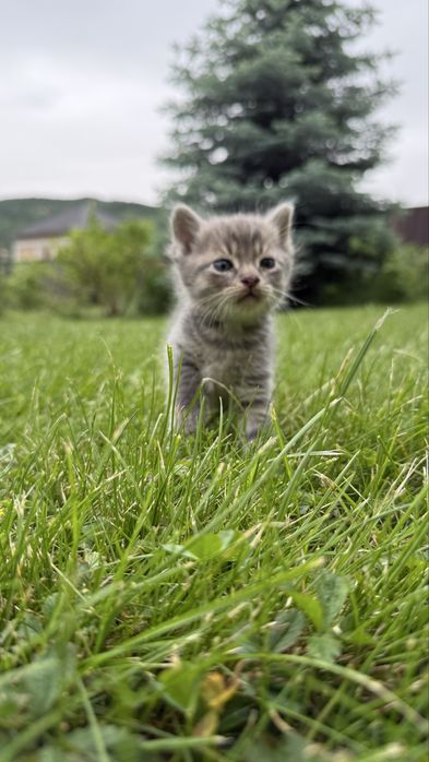 Котята  бесплатно