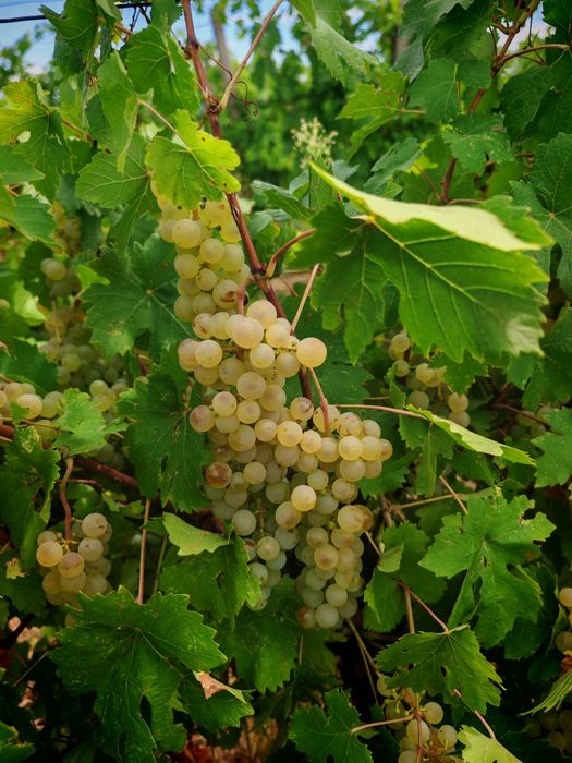 Vând struguri de vin producție 2025