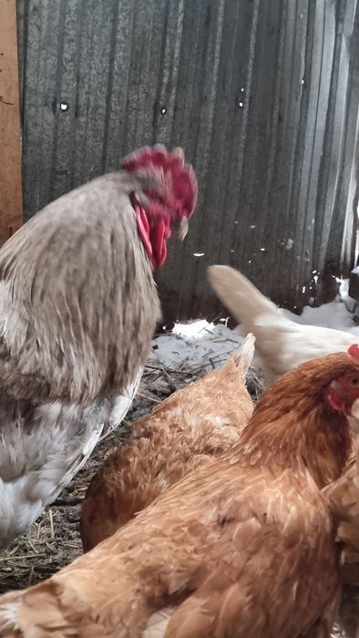 Продам Серего петуха