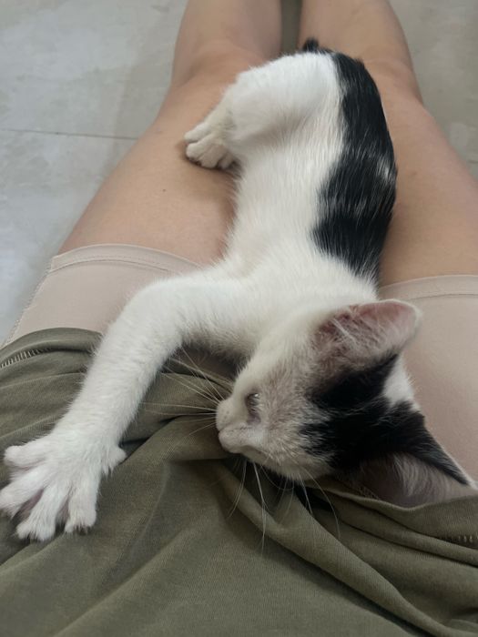 Девочка котенок в добрые руки