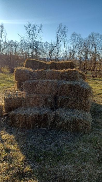 Vând 220 de baloți de fân