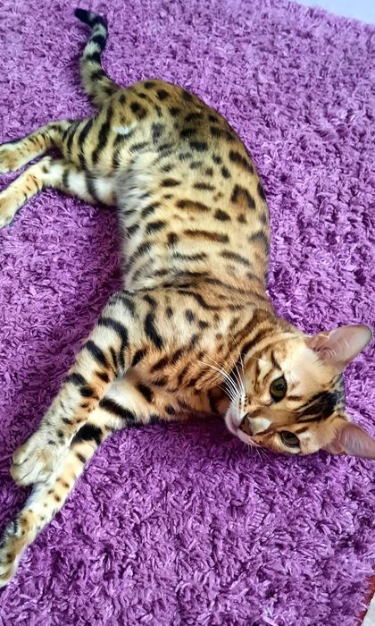 Вязка кота Бенгала, 20000