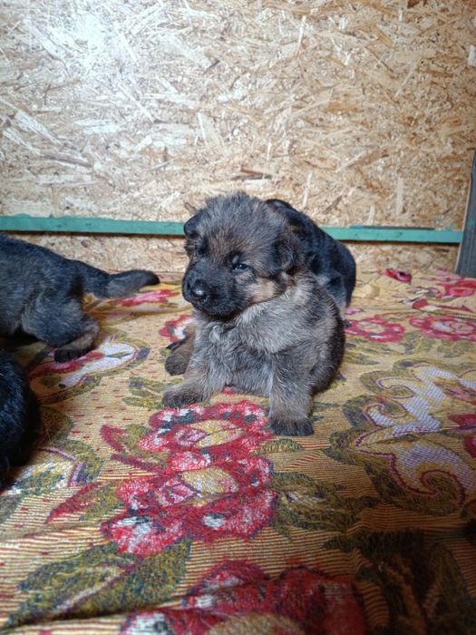 Щенок немецкой овчарки.