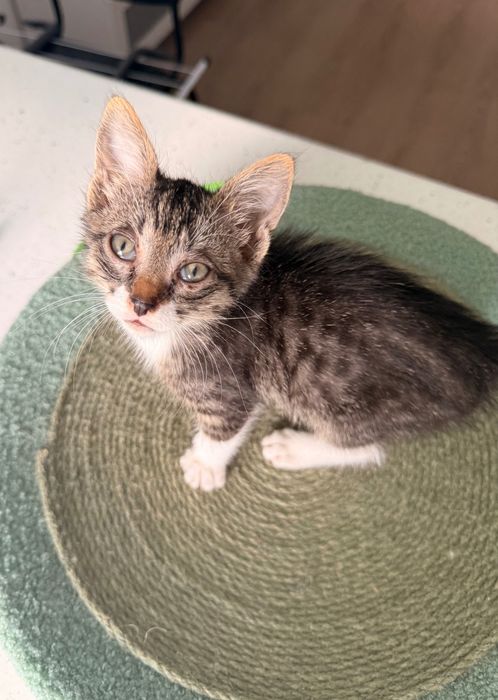 Adopție pui de pisică