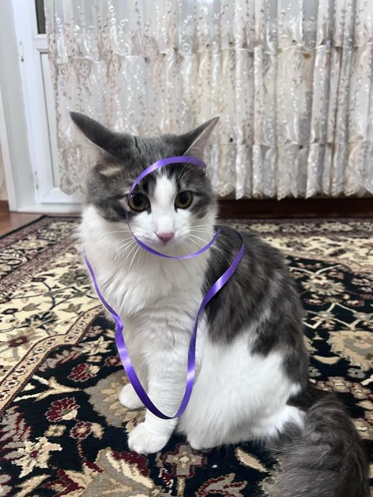 Отдам кота в хорошие руки