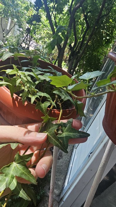 Плющ. Растение зелёное