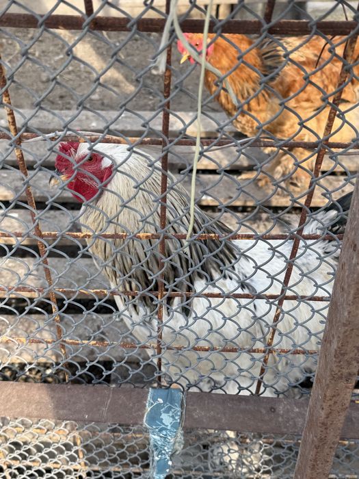 Продаем Петух, Әтеш сатамыз