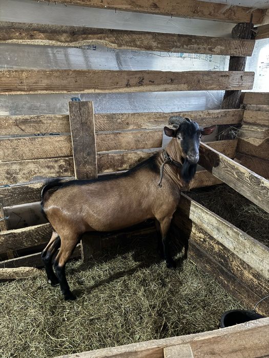 Capre de rasa - Alpina franceza , Zana