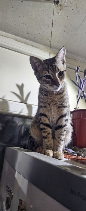 Donez tigrisor..are cam 5 sau 6 luni.Este deparazitat