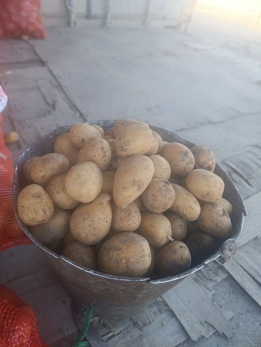 Домашняя картошка семенная сорт гала