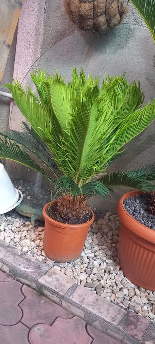 Palmier cicas revoluta Japonez la ghiveci .plante exotice la ghiveci