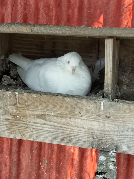 Porumbei ,uriași maghiar ,strasseri
