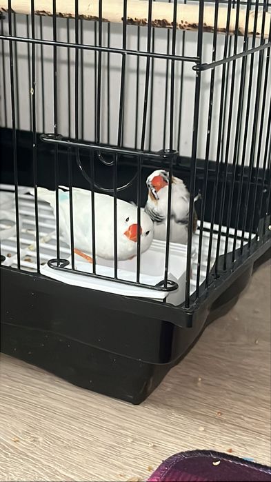 Продам амадин с клеткой