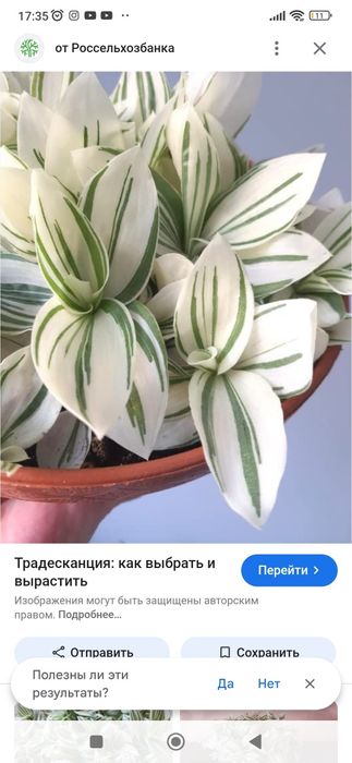 Традесканция белоцветковая