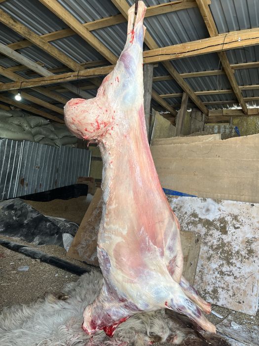 Продам бараны тоқты қой с откорма