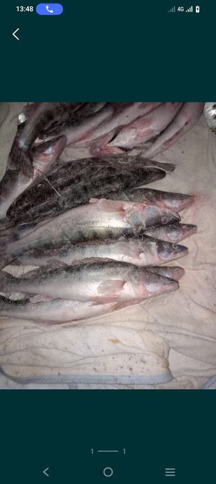 Судак сатыладыыы