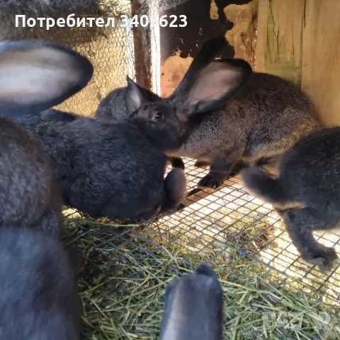 мъжки зайци великани