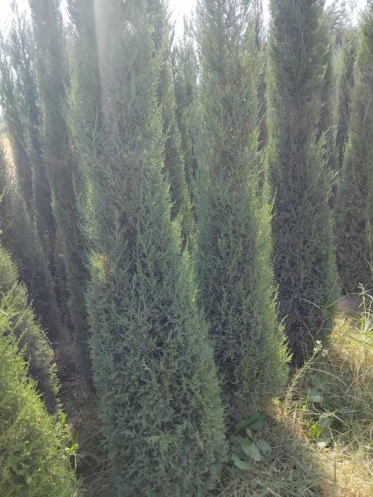 Можжевельник кучатлари сотилади