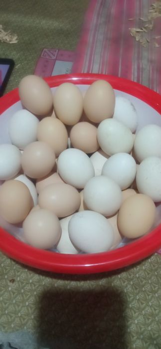 Кора товук, тухуми бор сотилади уругланган бостирса хам болади