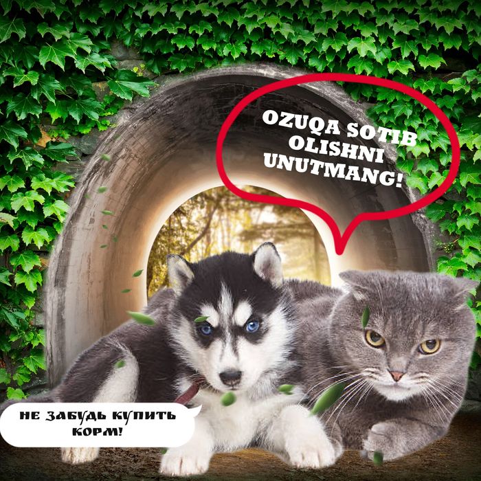 ЗООМАГАЗИН корм для Животных