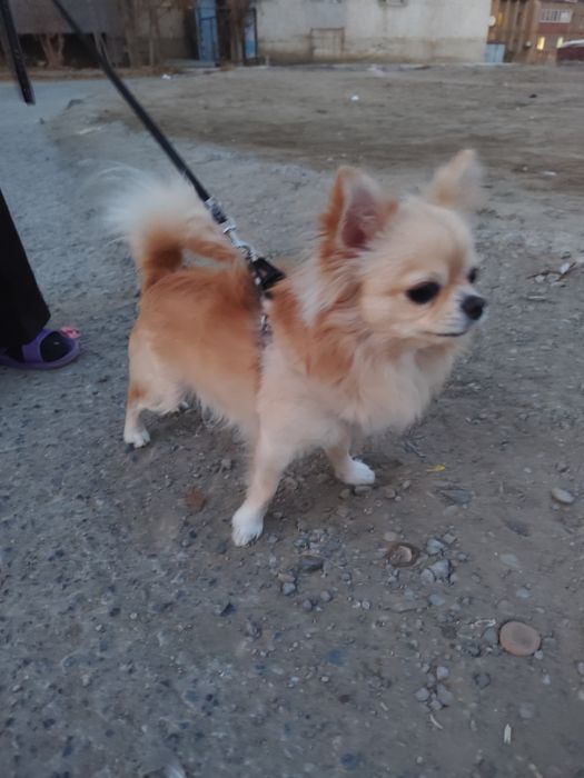 Вязка собак Чихуахуа кабель