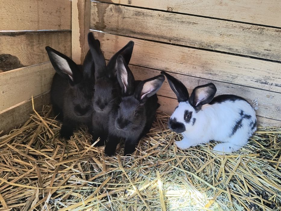 Femela Fluture German Pestriț Alb Negru si pui janeti si alb negru