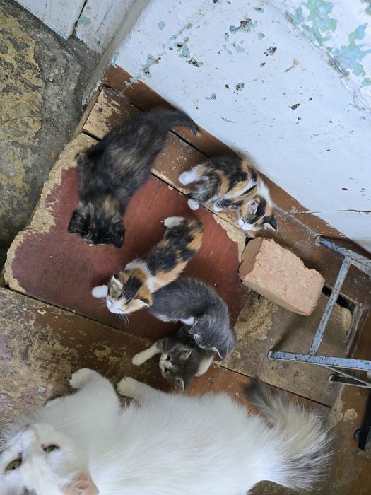 Отдам котят домашних