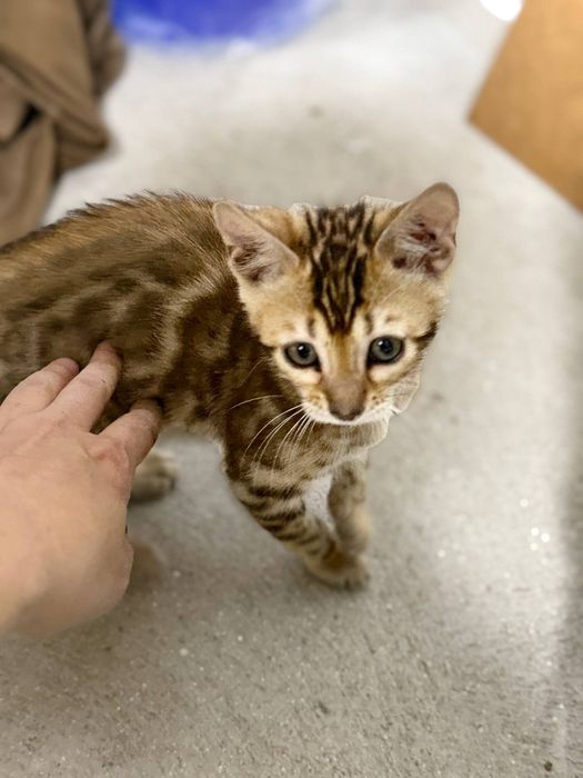 Продаётся чистокровный бенгальский котёнок