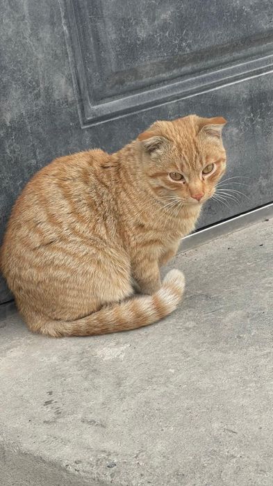 Отдам кота в добрые руки