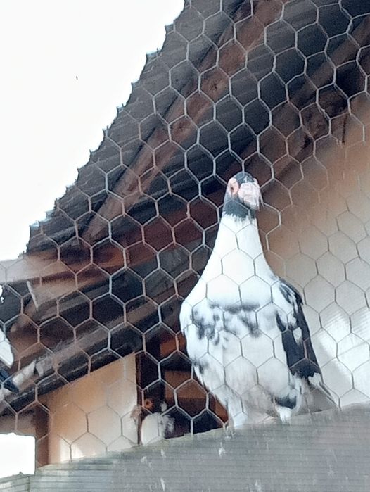Vând porumbei Carieri